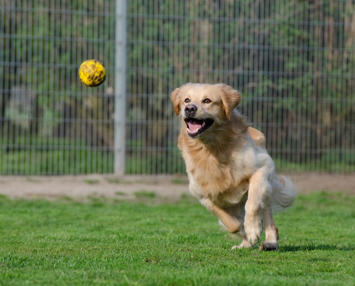 32 parques caninos para casi 15.000 perros censados en Salamanca