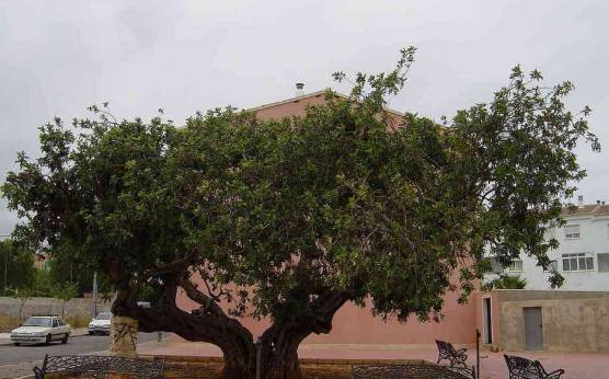 1452688401laxara2_Grande