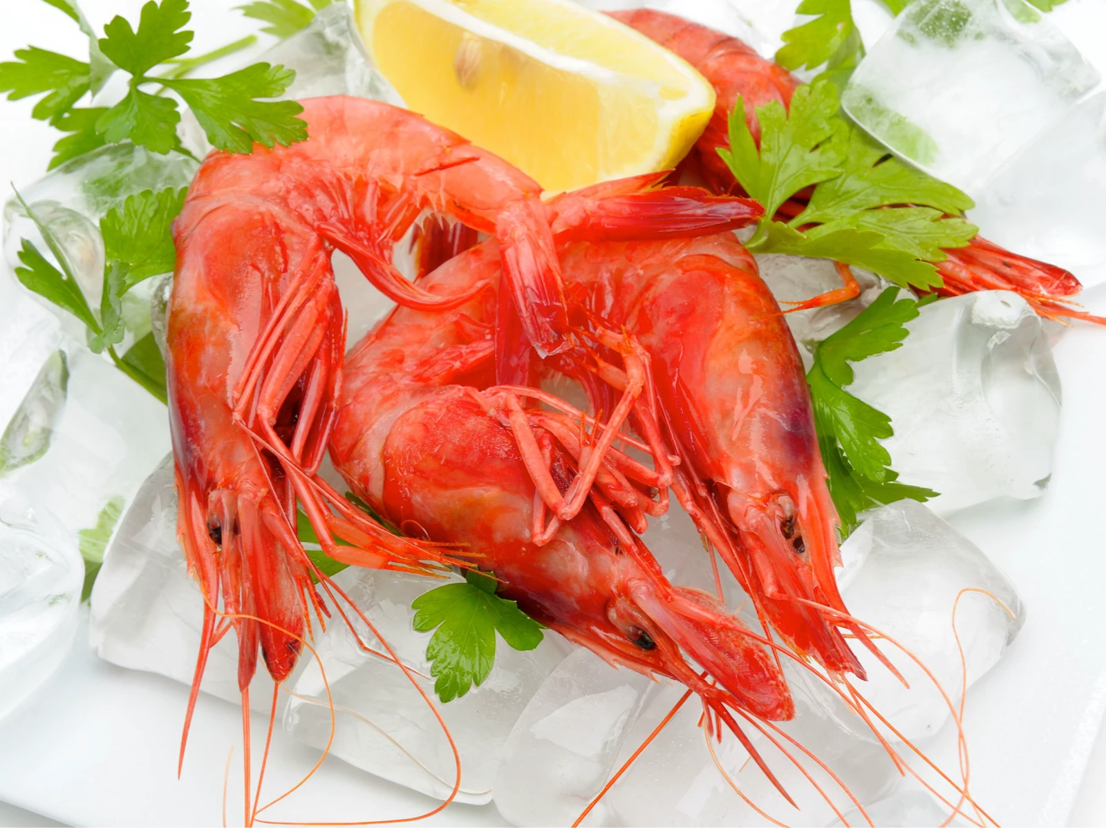 Gamba roja de Dénia