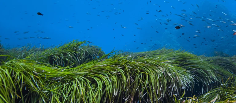 POSIDONIA OCEANICA: Awareness-raising day for the tourism industry