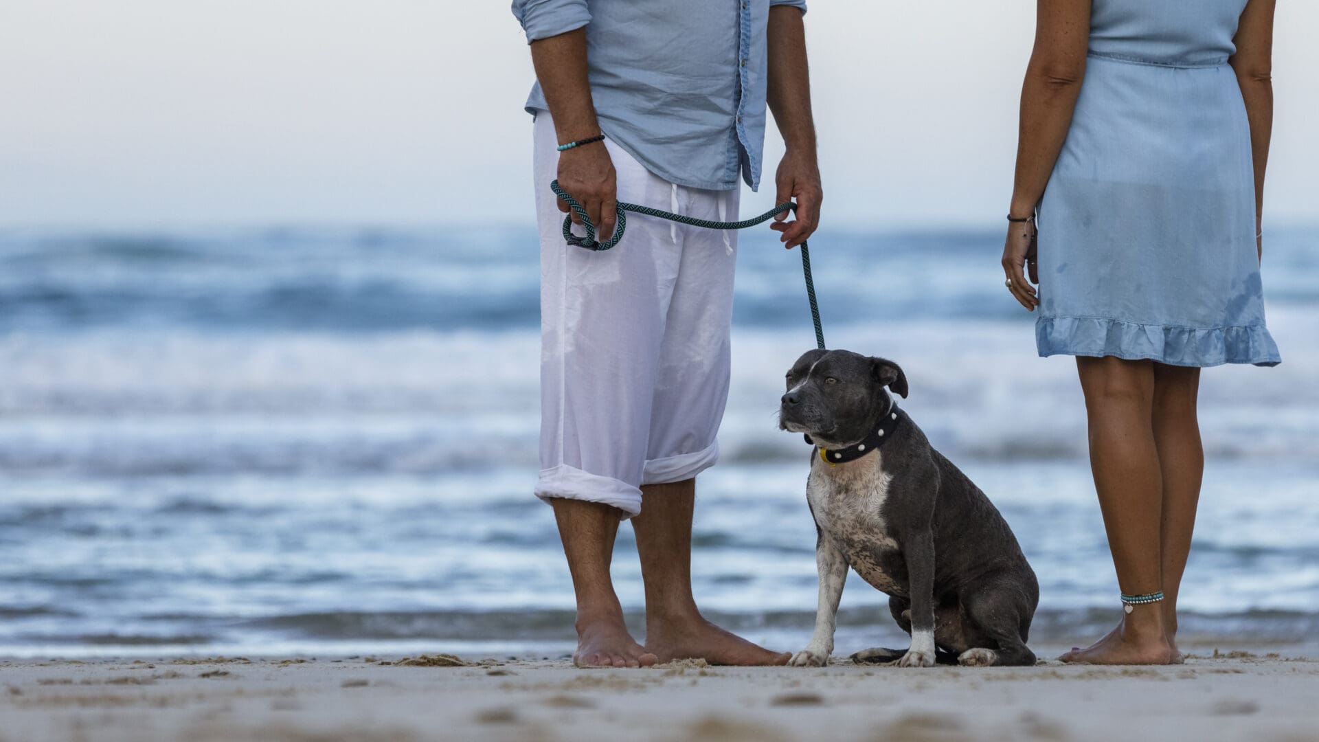 Gossos a les platges: Normes